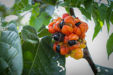 Guarana - Amazonas - Brazil