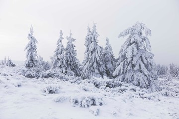 Spruce trees are covered with snow in the Carpathians.Fantastic winter landscape with snowy trees. Carpathian mountains, Ukraine, Europe. Christmas holiday concept
