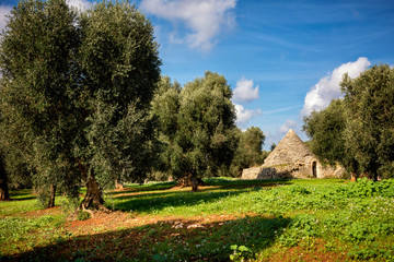 Trulli with olive grove. Val d'Itria - Puglia (Apulia) - Italy