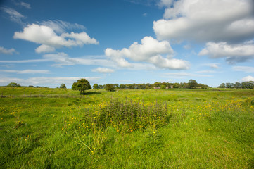 green field and blue sky