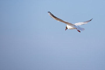Fototapeta na wymiar seagull flying in the blue sky