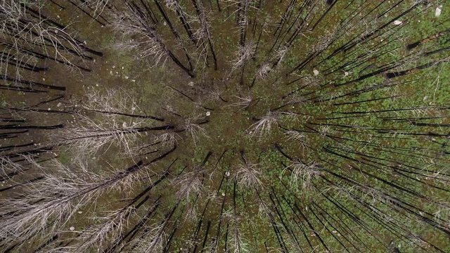 Dead forest, withered trees, flyind abobe the forest
