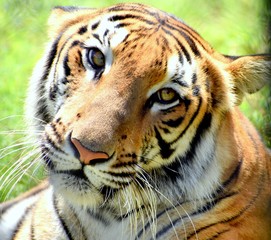 Bengal tiger  