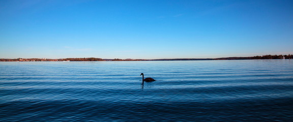 Swan in the water