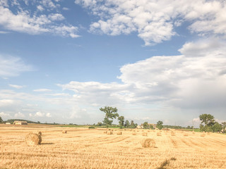 Obraz premium pole i błękitne niebo