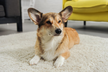 adorable corgi dog lying on carpet and looking away