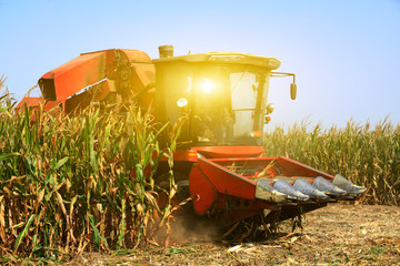 Modern combine harvester is harvesting cultivated ripe corn crop