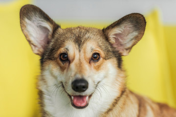 close-up portrait of cute corgi dog sitting on yellow couch at home and looking at camera