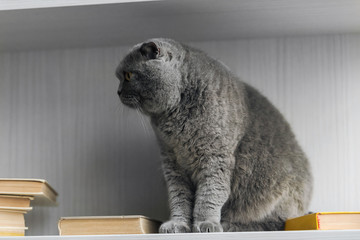 cute scottish fold cat sitting on bookshelf and looking away