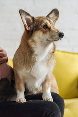 cropped shot of woman sitting on couch and carrying adorable corgi dog