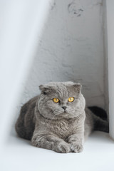 close-up shot of cute scottish fold cat lying on windowsill behind curtain