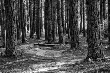 Black and White Pine Forest