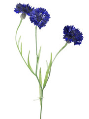 dark blue cornflower with three blooms on white