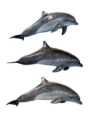 isolated three grey common bottlenose dolphins