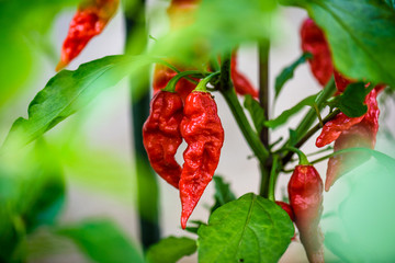Red hot chilli ghost pepper Bhut Jolokia on a plant.