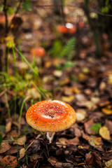 mushrooms in forest