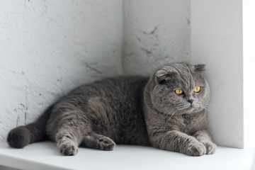 close-up shot of adorable grey cat lying on windowsill