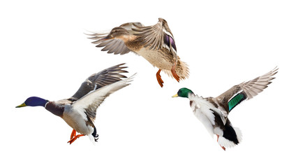 three flying mallard ducks on white