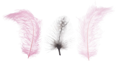 isolated three fluffy large feathers