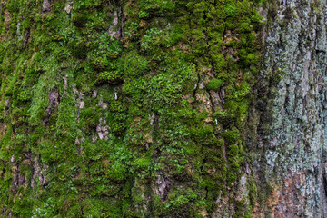 Moss green texture. Moss background. Green moss on grunge texture, background