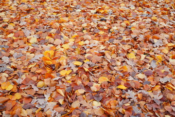 braun verfärbtes Herbstlaub