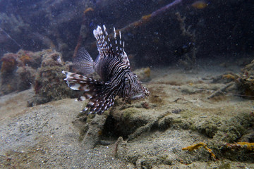 Closeup of beautiful lionfish in it's natural underwater habitat of blue sea