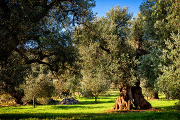 Old olive grove in Autumn in Puglia (Apulia) – Italy