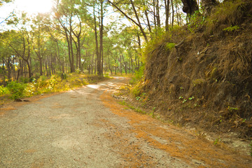 road in the forest of pine trees