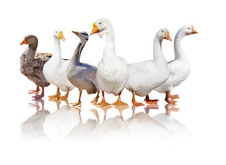group of six geese with reflection on white