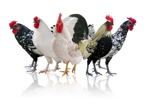 group of five roosters with reflection on white