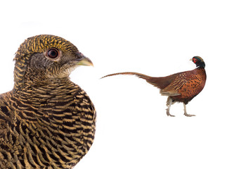 Fototapeta premium male and female pheasant