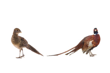 male and female pheasant