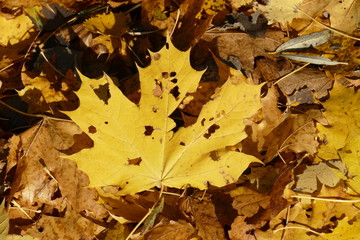 buntes Herbstlaub
