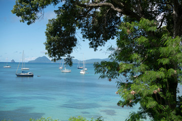 Arbre devant la baie de Sainte Anne