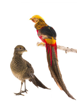 male and female pheasant gold