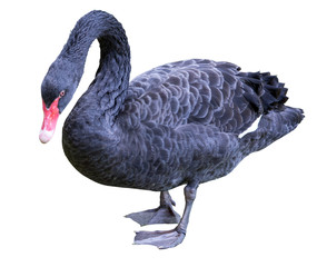 isolated on white large black swan