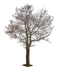 dark bare autumn maple tree isoalted on white
