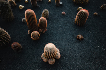 Kleine Kakteen auf Lavaerde