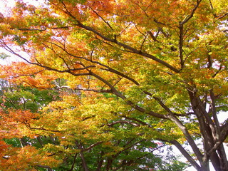 黄葉の欅