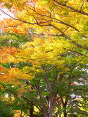 黄葉の欅