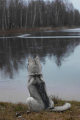 A gray husky breed dog sits and looks at the lake on an autumn afternoon