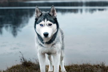 A gray husky breed dog stands on the shore of a lake on a cold autumn morning