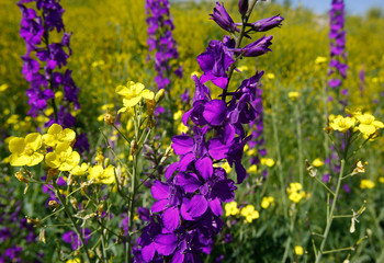 Spring flowers in the city.