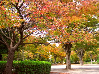 黄葉の桜の木のある公園風景
