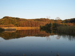 暮れゆく千駄堀池風景