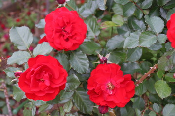 音楽にちなんだ名前のフランス生まれの薔薇、コンチェルティーノ