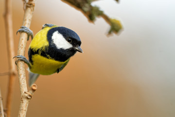 Naklejka premium Kohlmeise