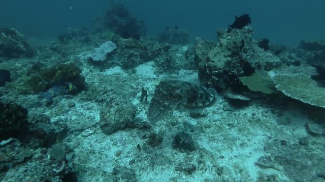 Cuttlefish changing color and slowly swims near coral reef. Broadclub Cuttlefish - Sepia latimanus, Bali, Oceania, Indonesia