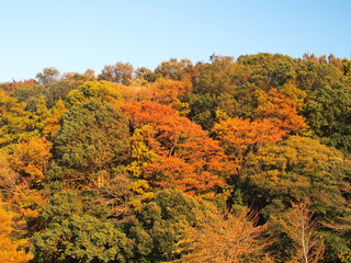 紅葉の森と秋空