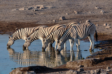 zebra reflection in Etosha Namibia wildlife safari